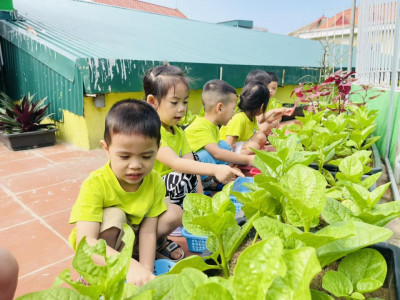 Các bé lớp C5 trải nghiệm thu hoạch rau sạch